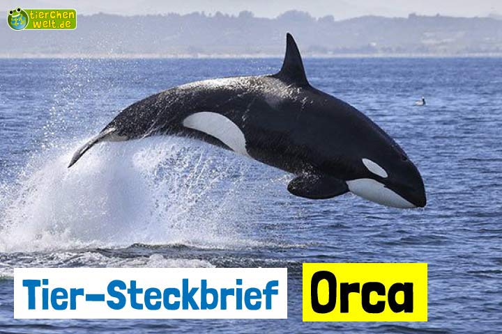 Orca-Steckbrief