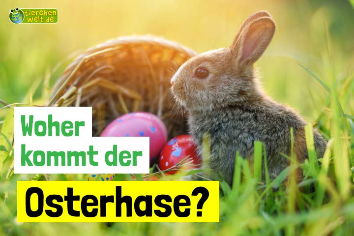 Woher kommt der Osterhase?