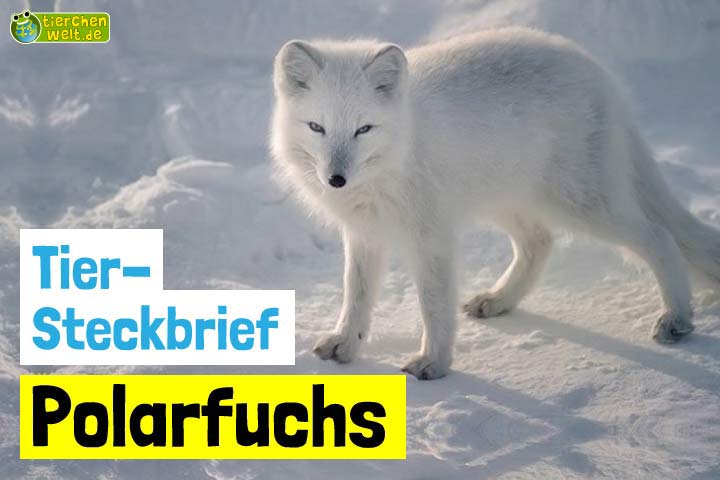 Plarfuchs-Steckbrief