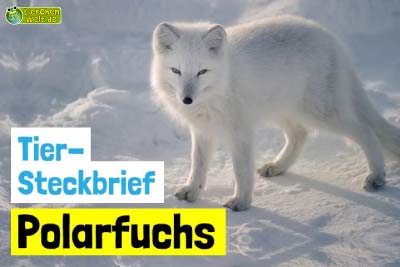 Polarfuchs-Steckbrief