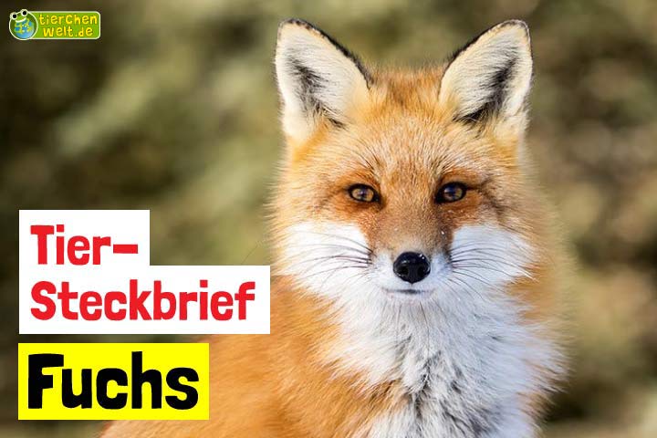 Fuchs-Steckbrief