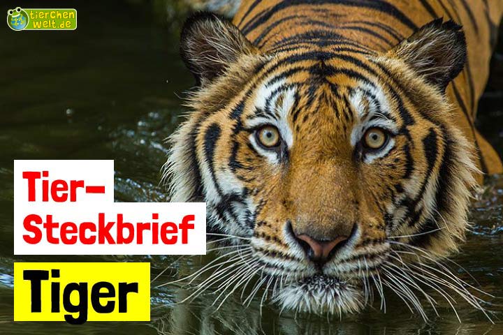 Tiger-Steckbrief