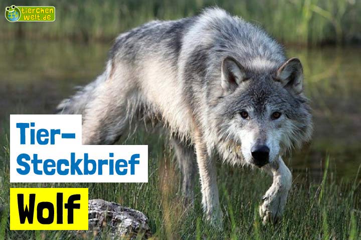 Wolf-Steckbrief