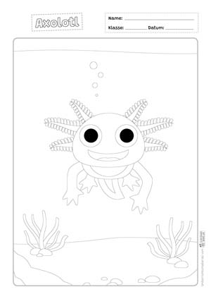 Axolotl Fragen