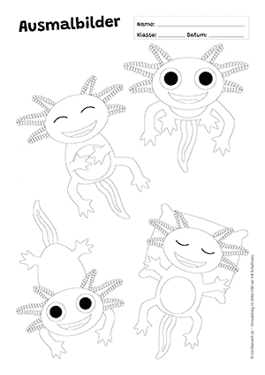 Axolotl Fragen