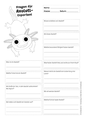 Axolotl Fragen