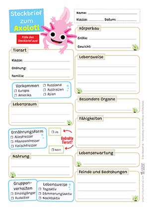 Axolotl Steckbrief