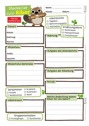 Biber Steckbrief
