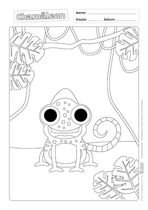 Chamäleon Fragen