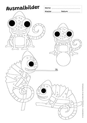 Chamäleon Fragen