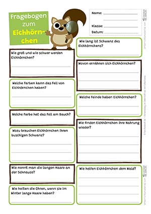 Eichhörnchen Fragen