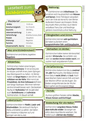 Eichhörnchen Lesetext