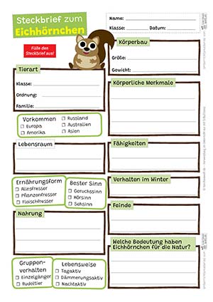 Eichhörnchen Steckbrief