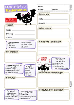 Fledermaus Steckbrief