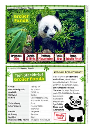 Großer Panda - 18 Wissenskarten in Farbe