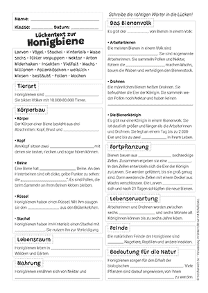 Honigbiene Lückentext