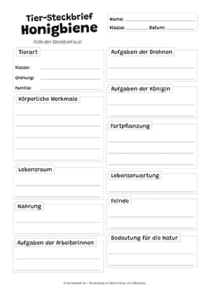 Honigbiene Steckbrief