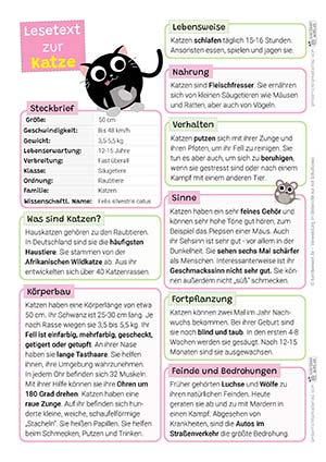 Katze Lesetext