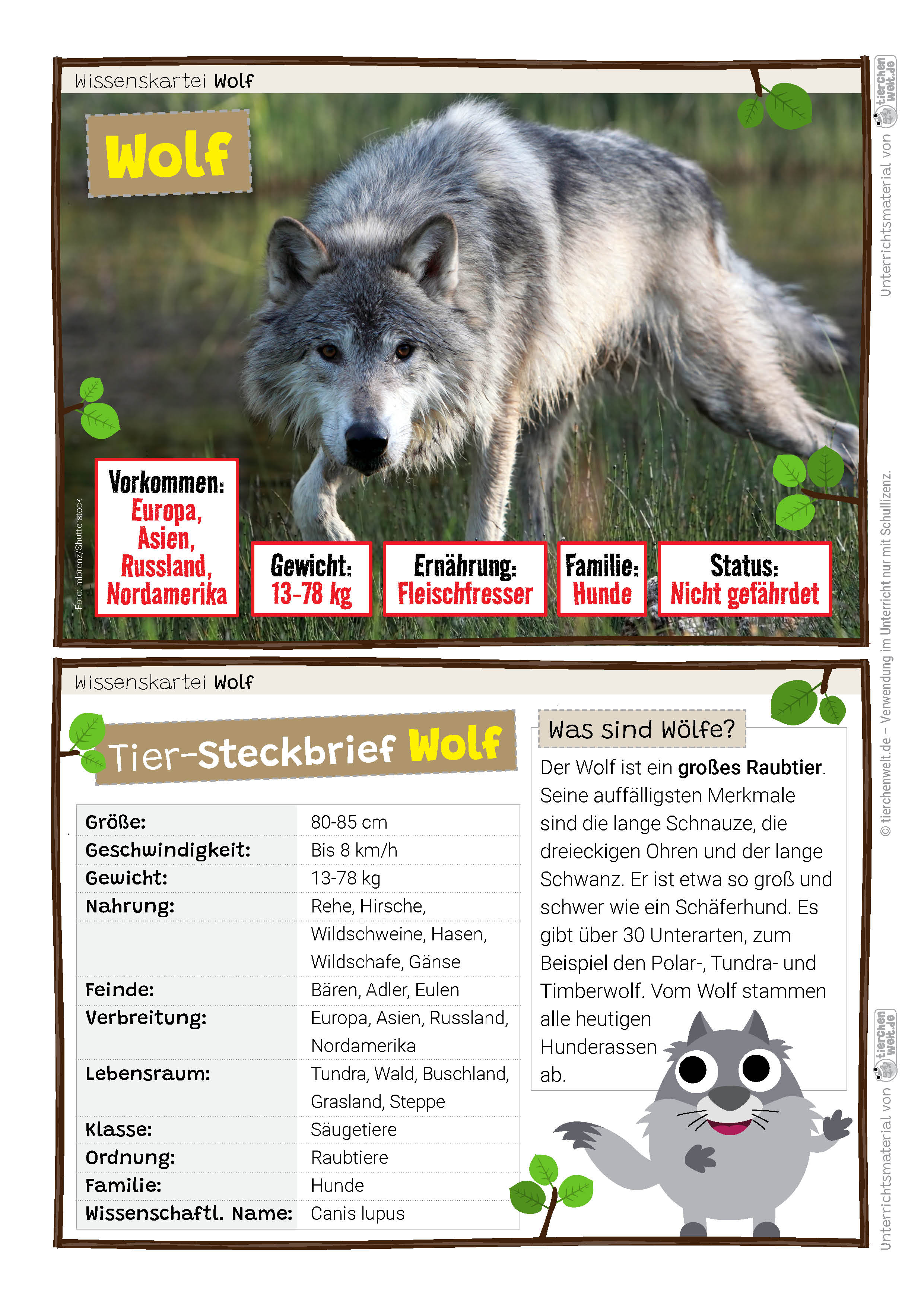 Wolf - 22 Wissenskarten in Farbe