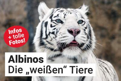 Albino-Tiere - Die weißen Tiere