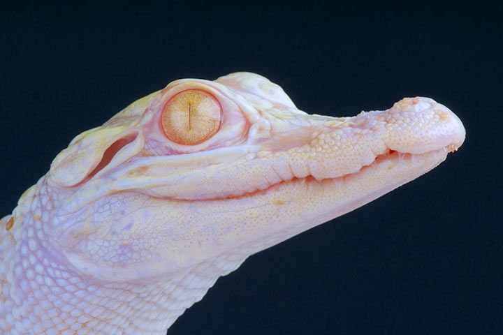 Albino-Alligator