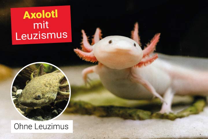 Axolotl