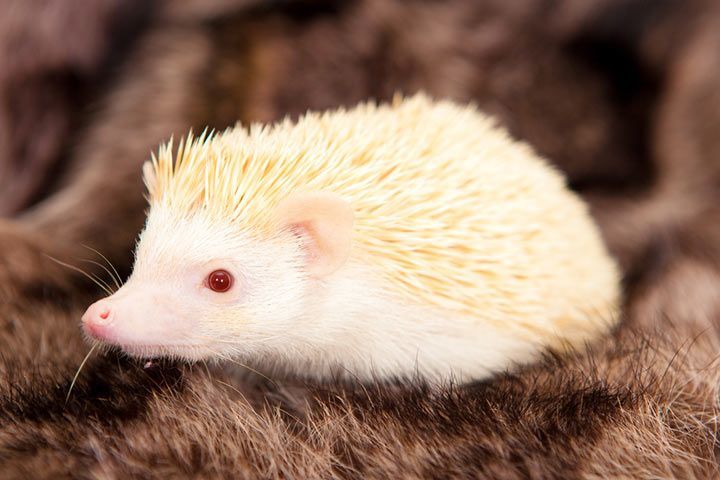 Albino-Igel