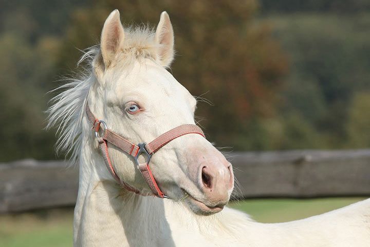 Albino Pferd Rote Augen