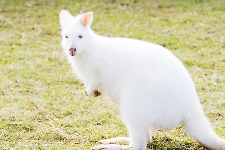 Albino-Wallaby