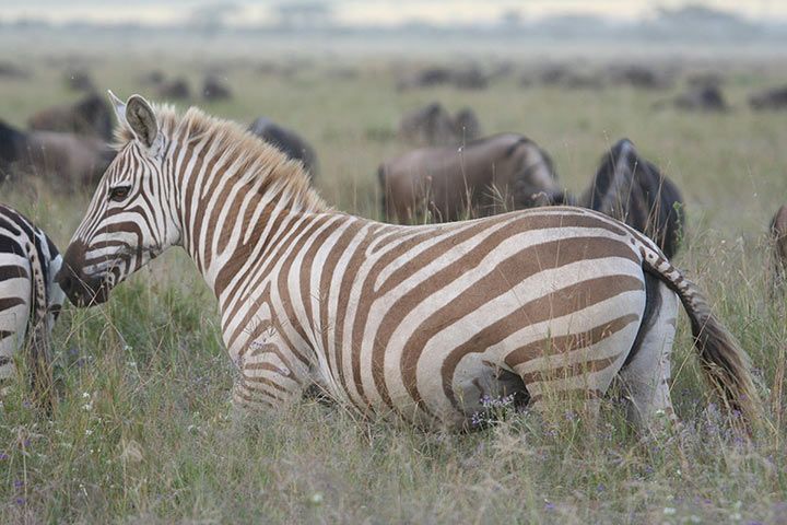 Zebra mit Amelanismus