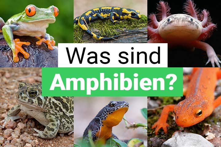 Was sind Amphibien?