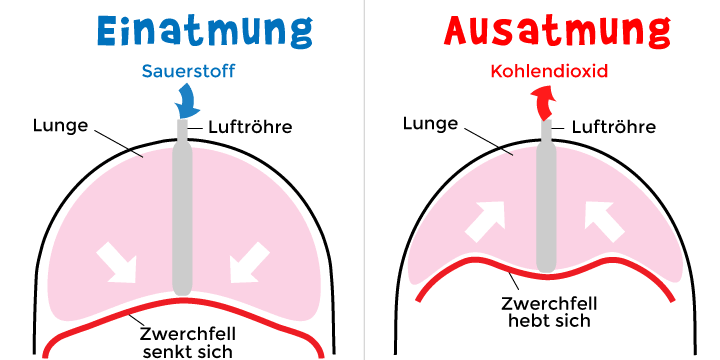 Lungenatmung