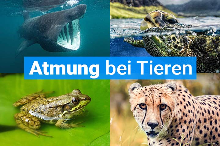 Wie atmen Tiere?