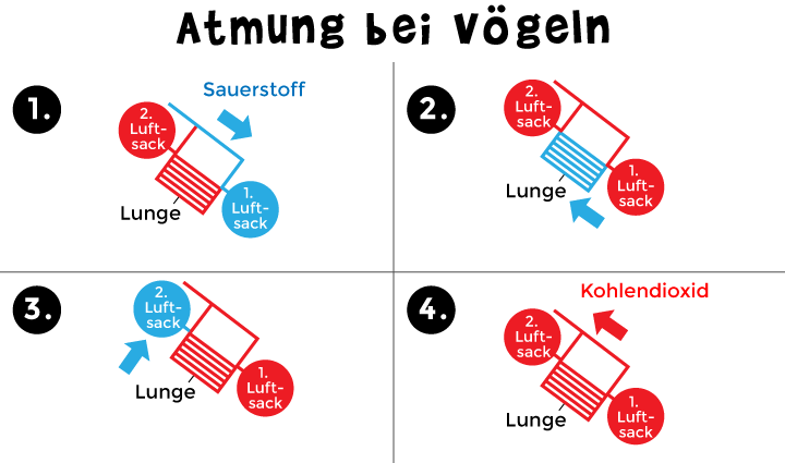 Wie atmen Vögel?