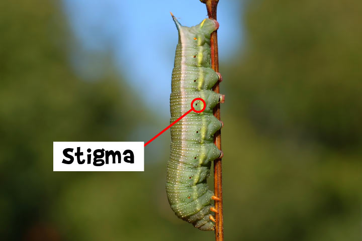 Stigma