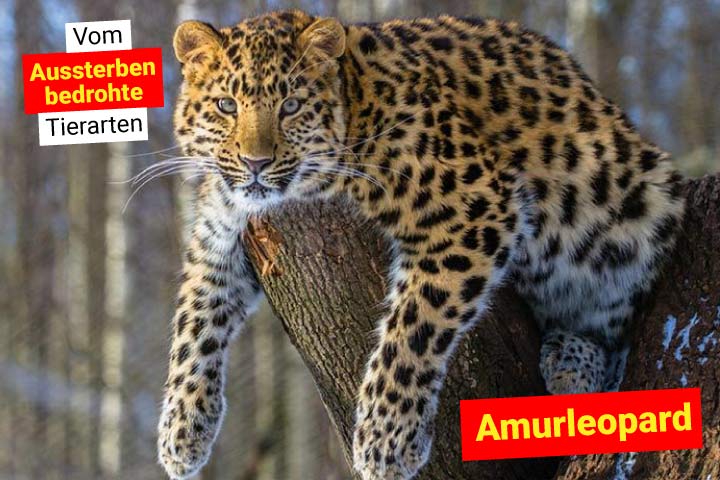 Amurleopard