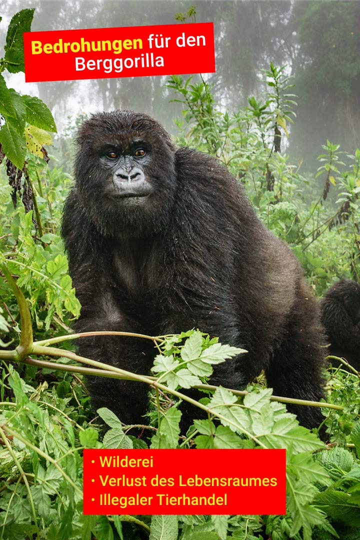 Berggorilla