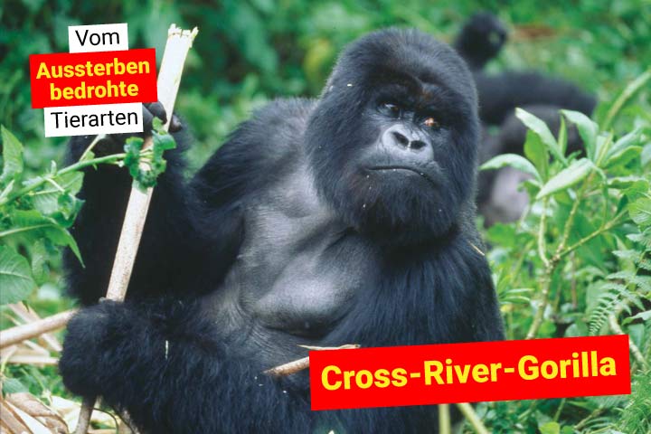 Cross-River-Gorilla
