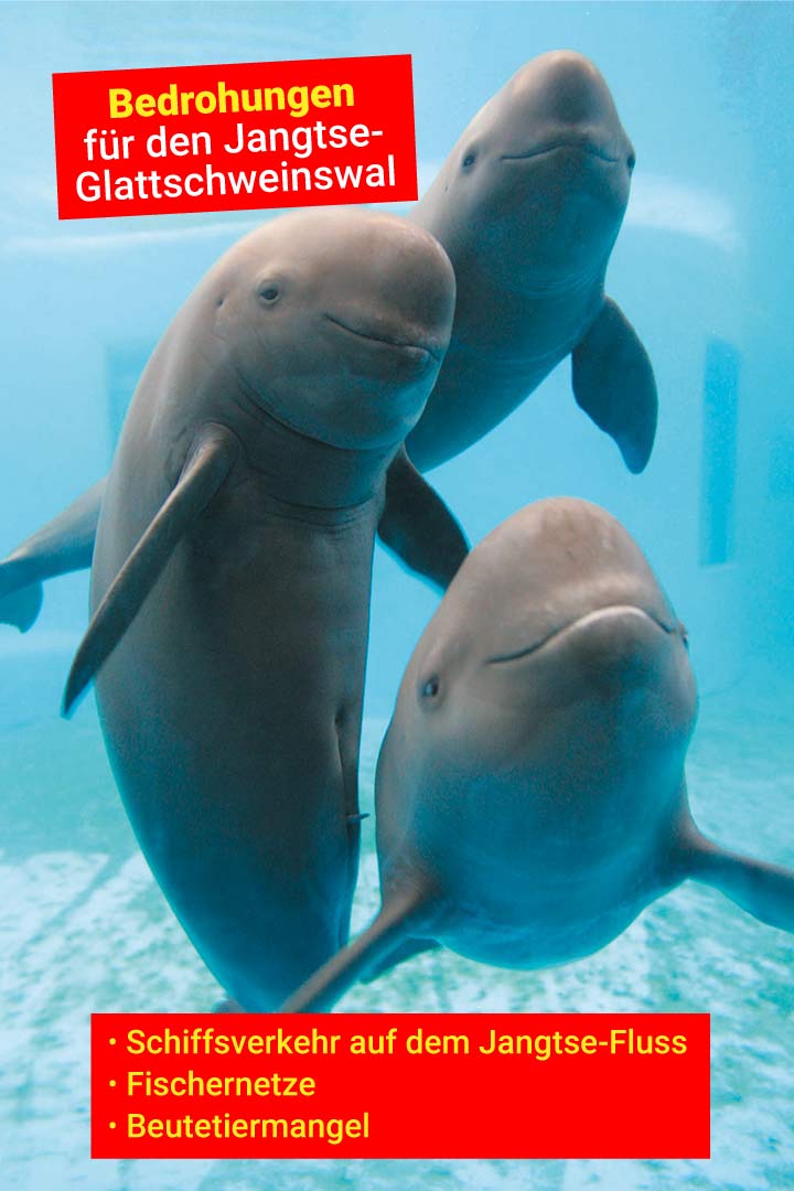Jangtse-Glattschweinswal