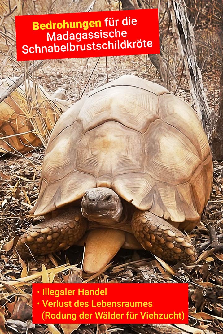 Madagassische Schnabelbrustschildkröte
