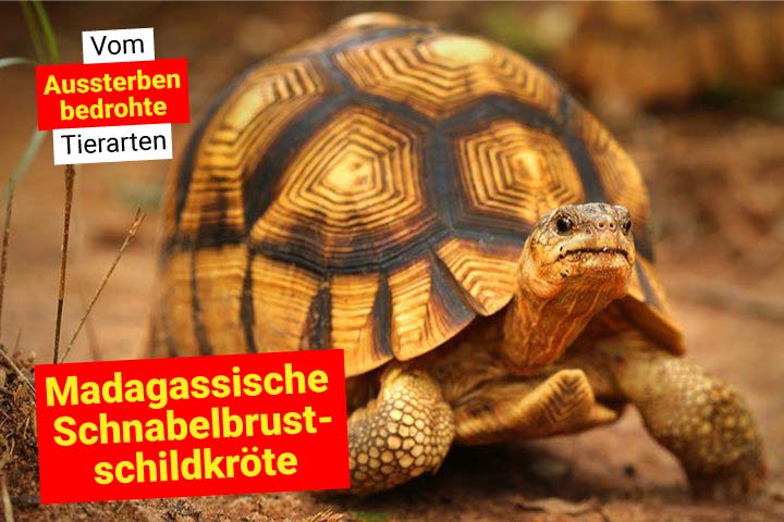 Madagassische Schnabelbrustschildkröte