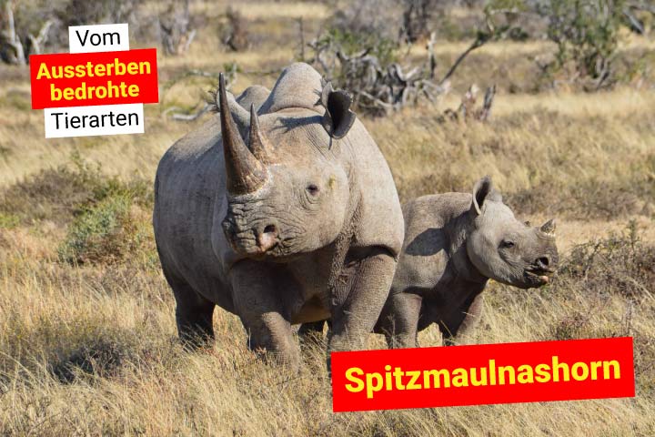 Spitzmaulnashorn