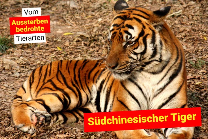 Südchinesischer Tiger