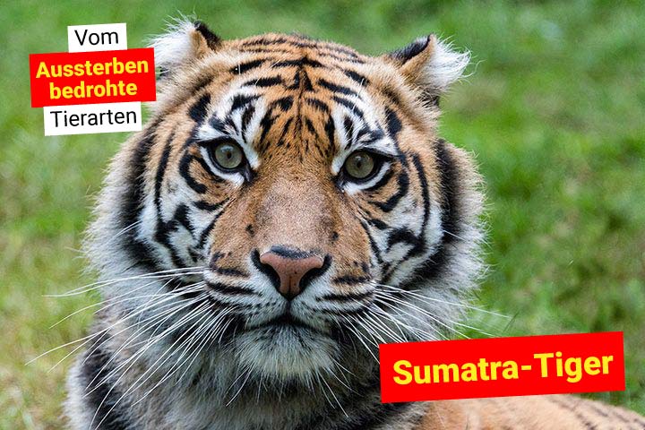 Sumatra-Tiger