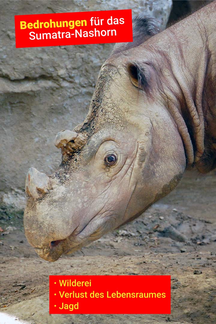 Sumatranashorn