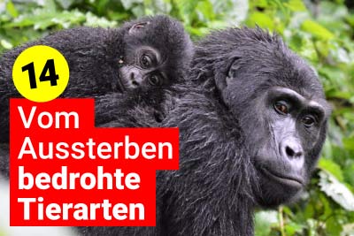 Vom Aussterben bedrohte Tierarten