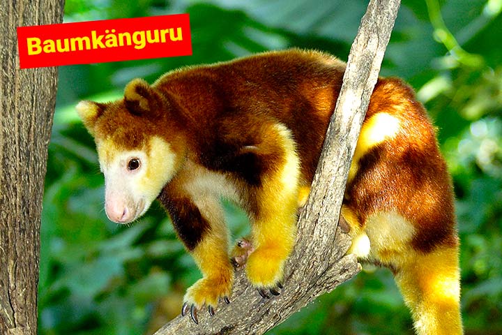 Baumkänguru