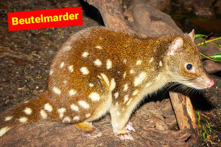 Beutelmarder