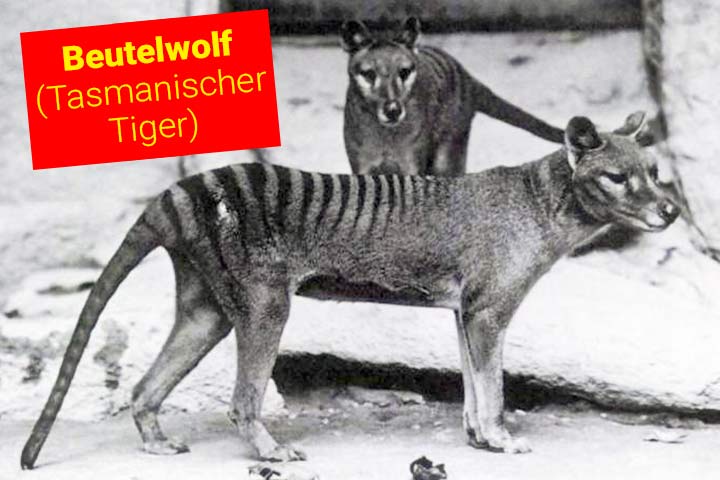 Beutelwolf