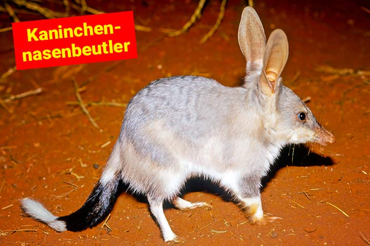 Kaninchennasenbeutler